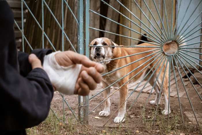 Pennsylvania Dog Bite Reporting: What You Need to Know and Recent Cases